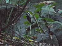 Haarspecht [Leuconotopicus villosus]